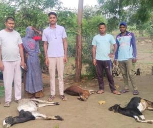 दोवडा : रतनपूरा गांव में वन्य जीव का हमला, तीन बकरियों की मौत